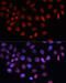 Regulator Of Chromosome Condensation 1 antibody, 22-147, ProSci, Immunofluorescence image 