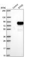 Eukaryotic Translation Initiation Factor 2D antibody, PA5-55799, Invitrogen Antibodies, Western Blot image 