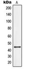 G Protein-Coupled Receptor 34 antibody, orb214000, Biorbyt, Western Blot image 