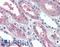 Sushi domain-containing protein 2 antibody, LS-A8484, Lifespan Biosciences, Immunohistochemistry paraffin image 