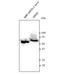 Mycobacterium tuberculosis groEL antibody, orb180470, Biorbyt, Western Blot image 