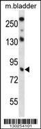 E3 ubiquitin-protein ligase TRIM36 antibody, 57-282, ProSci, Western Blot image 