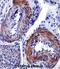 Thyroid Hormone Receptor Interactor 6 antibody, abx027873, Abbexa, Immunohistochemistry paraffin image 