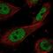 ERCC Excision Repair 1, Endonuclease Non-Catalytic Subunit antibody, NBP2-55616, Novus Biologicals, Immunofluorescence image 