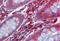EPH Receptor B4 antibody, MBS245646, MyBioSource, Immunohistochemistry frozen image 