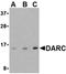 Atypical Chemokine Receptor 1 (Duffy Blood Group) antibody, orb74814, Biorbyt, Western Blot image 