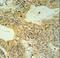 Claudin 23 antibody, LS-C168816, Lifespan Biosciences, Immunohistochemistry paraffin image 