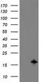 TSC22 Domain Family Member 1 antibody, TA505062S, Origene, Western Blot image 