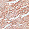 Thioredoxin Related Transmembrane Protein 1 antibody, 15-795, ProSci, Immunohistochemistry frozen image 