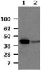 Interferon Regulatory Factor 1 antibody, 14-5836-82, Invitrogen Antibodies, Western Blot image 