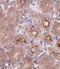 OTU Deubiquitinase 5 antibody, NBP1-76943, Novus Biologicals, Immunohistochemistry paraffin image 