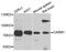 Coactivator Associated Arginine Methyltransferase 1 antibody, MBS126945, MyBioSource, Western Blot image 
