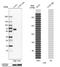 Lipolysis Stimulated Lipoprotein Receptor antibody, NBP1-89631, Novus Biologicals, Western Blot image 