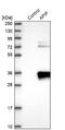 APAF1 Interacting Protein antibody, NBP1-89040, Novus Biologicals, Western Blot image 
