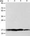 ATPM antibody, PA5-50201, Invitrogen Antibodies, Western Blot image 