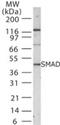 SMAD Family Member 1 antibody, TA336440, Origene, Western Blot image 
