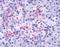 Frizzled Class Receptor 5 antibody, NLS4284, Novus Biologicals, Immunohistochemistry frozen image 