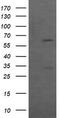 Chaperonin Containing TCP1 Subunit 8 Like 2 antibody, TA505303S, Origene, Western Blot image 