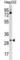 Cyclin Dependent Kinase 6 antibody, abx030712, Abbexa, Western Blot image 