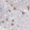 Paired Like Homeodomain 3 antibody, NBP1-92274, Novus Biologicals, Immunohistochemistry frozen image 