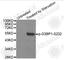 G3BP Stress Granule Assembly Factor 1 antibody, AP0352, ABclonal Technology, Western Blot image 