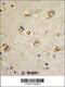 Cell Division Cycle Associated 3 antibody, 62-360, ProSci, Immunohistochemistry paraffin image 