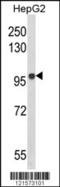 B-cell scaffold protein with ankyrin repeats antibody, 63-579, ProSci, Western Blot image 