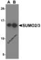 Small Ubiquitin Like Modifier 2 antibody, 5755, ProSci, Western Blot image 