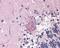 Mitotic Arrest Deficient 2 Like 2 antibody, 49-449, ProSci, Immunohistochemistry frozen image 