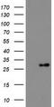 Deoxythymidylate Kinase antibody, TA503553S, Origene, Western Blot image 