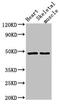 CD36 Molecule antibody, CSB-PA09479A0Rb, Cusabio, Western Blot image 
