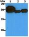 Keratin 20 antibody, GTX16500, GeneTex, Western Blot image 