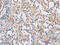 CUB Domain Containing Protein 1 antibody, CSB-PA251431, Cusabio, Immunohistochemistry frozen image 