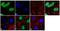 Paxillin antibody, 702386, Invitrogen Antibodies, Immunofluorescence image 