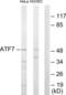 Activating Transcription Factor 7 antibody, LS-C118801, Lifespan Biosciences, Western Blot image 