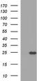Interleukin 1 Receptor Antagonist antibody, TA590309, Origene, Western Blot image 