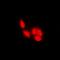 Nuclear Factor Of Activated T Cells 1 antibody, orb381911, Biorbyt, Immunofluorescence image 