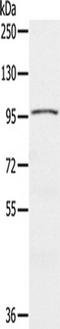 Cip1-interacting zinc finger protein antibody, TA351572, Origene, Western Blot image 