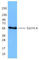 Cyclin A2 antibody, 644001, BioLegend, Western Blot image 