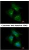 CDK5 Regulatory Subunit Associated Protein 1 antibody, NBP2-15844, Novus Biologicals, Immunofluorescence image 