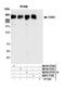 Chromodomain Helicase DNA Binding Protein 4 antibody, NBP2-77358, Novus Biologicals, Immunoprecipitation image 