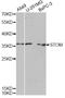 Stomatin antibody, LS-C748989, Lifespan Biosciences, Western Blot image 