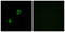 C-C Motif Chemokine Receptor 7 antibody, LS-C120557, Lifespan Biosciences, Immunofluorescence image 