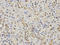 Histone Deacetylase 3 antibody, A00839-1, Boster Biological Technology, Immunohistochemistry paraffin image 