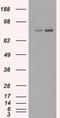 Fermitin Family Member 2 antibody, TA500505, Origene, Western Blot image 