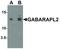GABA Type A Receptor Associated Protein Like 2 antibody, LS-B12152, Lifespan Biosciences, Western Blot image 
