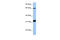 Splicing Factor 1 antibody, 29-534, ProSci, Enzyme Linked Immunosorbent Assay image 