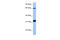 Mammalian branch point-binding protein antibody, 29-534, ProSci, Enzyme Linked Immunosorbent Assay image 