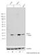 ISG15 Ubiquitin Like Modifier antibody, PA5-31865, Invitrogen Antibodies, Western Blot image 
