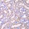 Fas Associated Via Death Domain antibody, GTX54024, GeneTex, Immunohistochemistry paraffin image 